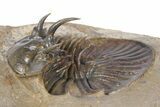 Rare, Spiny Corynexochid Trilobite (Bojoscutellum?) - Morocco #381156-2